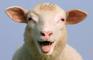 Sheep Jump 2.2