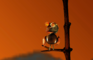 lonely at sunrize