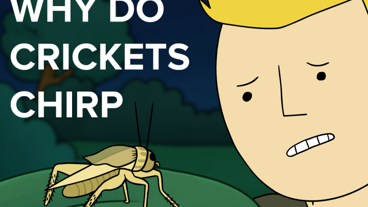 why do crickets chirp?