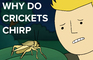 why do crickets chirp?