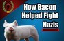 How Bacon Helped Fight The Nazis. - WW2 Military History