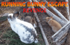 Running Buny Escape
