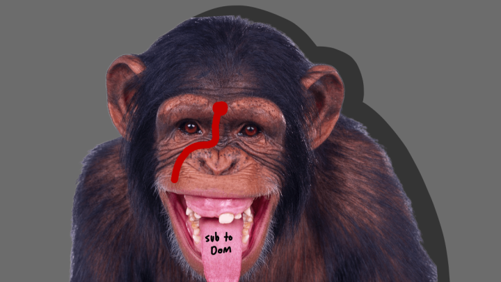 Dom - Fan Messaged Monkey