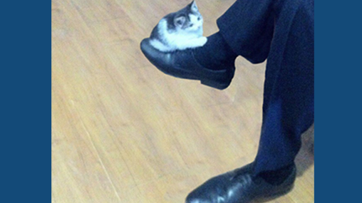 Kitten on leg