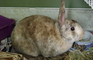 Space Rabbits
