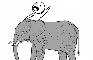 WOULD YOU RATHER RIDE ON THE BACK OF AN ELEPHANT OR HONEYBEE?