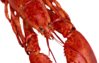 Lobster Clicker 2.0