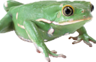 frog casino, pretend your a frog, in a casino