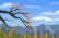 Autumn Landscape Animation