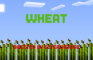 Wheat full - Minecraft stop - motion animation