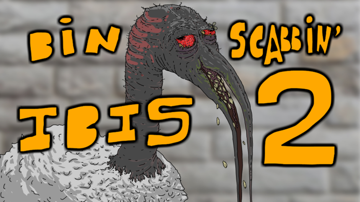 Bin Scabbin' Ibis: Part 2