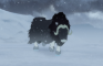 Just a Musk Ox