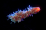 Cosmic Wisp