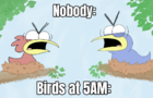 Birds at 5AM