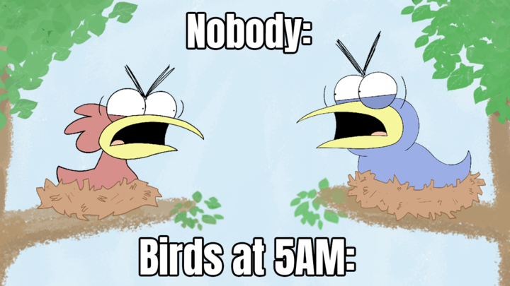 Birds at 5AM