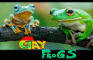 Gay Frogs
