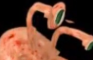 snail