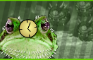 Anonymous-Frog Gaming