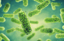 Micro Organism Theater
