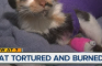 Torturing small animals