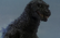 Godzilla domination anti-piracy screen
