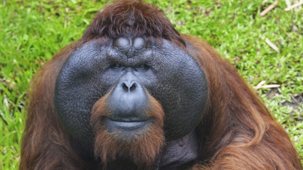 Orangutan Battle Simulator 0.9
