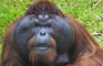 Orangutan Battle Simulator 0.9