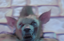Gnoll talismen - Baulders gay dudes