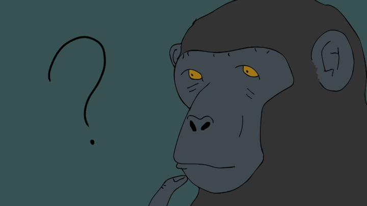 why we love monkeys