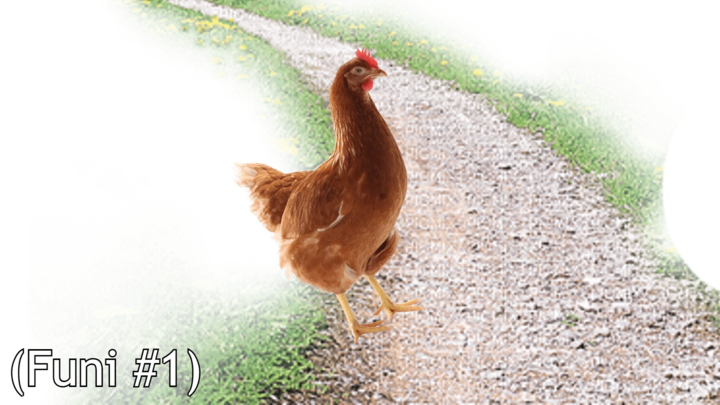 Why The Chicken Cross The Road? (Funi Jokes #1)