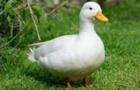 quack.io DEMO