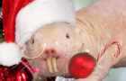 Christmas Naked Mole Rat Soccer