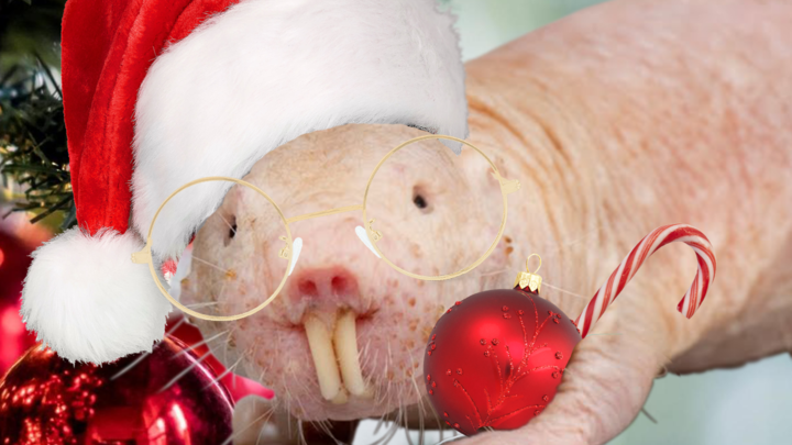 Christmas Naked Mole Rat Soccer