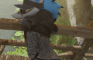 Anthro Zoroark Doggystyle