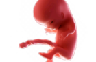 spinning fetus