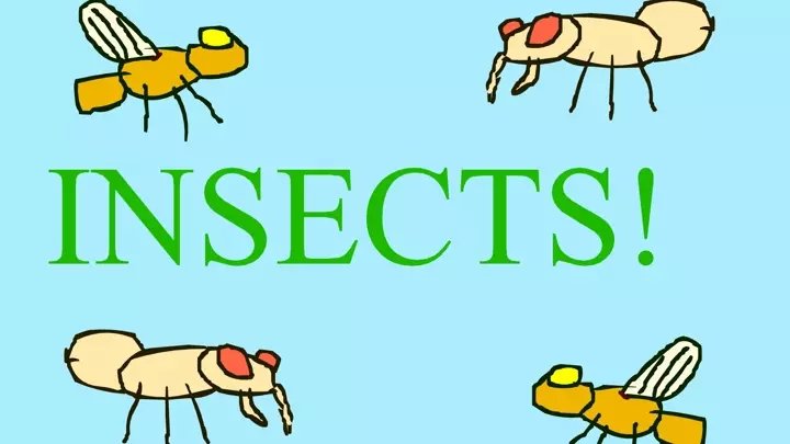Insects will get you!