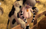 "Cow"girl uzaki-chan