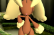 Lopunny Tries To Catwalk