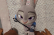 Judy Hopps: All cops are bunnies