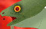 Fin Rot