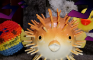 Pufferfish vs Jeremiah the hacky sack & a duck