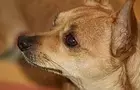 I animated my runt of a dog get hit by a brick