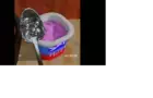 -LOST MEDIA- 1997 Australian Yogurt Commercial