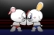 Commission Animation : Boxing Rinny Vs Ron (Graphic and Violent 17+)