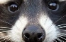 Soy mapache