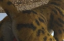 Loop: Haida and Alex - Tiger Drop