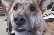 Ultimate Dog Tease Soundboard