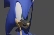 sonic fafrt black hole