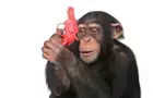 Cute Monkey Discovers Gun