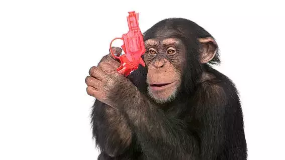 Cute Monkey Discovers Gun